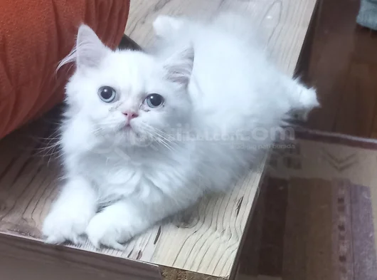 Pamuklar görsel