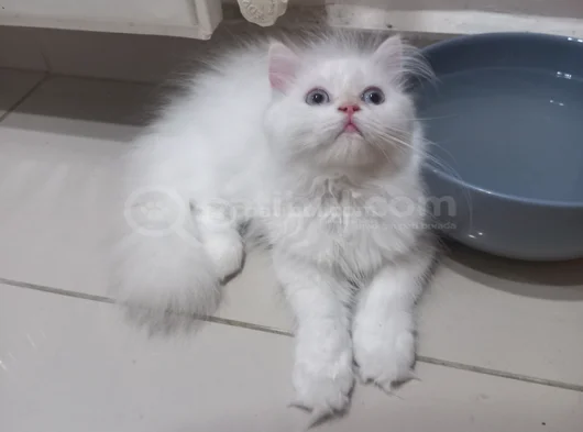 Pamuklar görsel