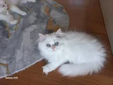 Pamuklar