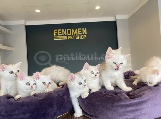 Yeni̇ 10 Adet British Yavrular Mağazamizda Canli Görün Ankara görsel