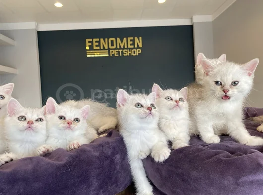 Yeni̇ 10 Adet British Yavrular Mağazamizda Canli Görün Ankara görsel