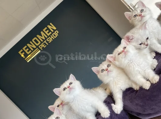 Yeni̇ 10 Adet British Yavrular Mağazamizda Canli Görün Ankara görsel