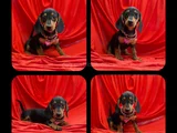 Muhtesem Kalitede Mini Dachshund Sosis Yavrular