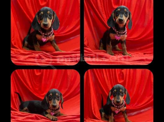 Muhtesem Kalitede Mini Dachshund Sosis Yavrular görsel