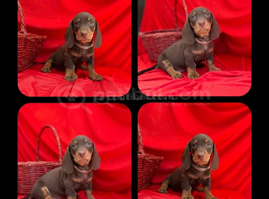 Muhtesem Kalitede Mini Dachshund Sosis Yavrular görsel
