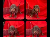 Muhtesem Kalitede Mini Dachshund Sosis Yavrular