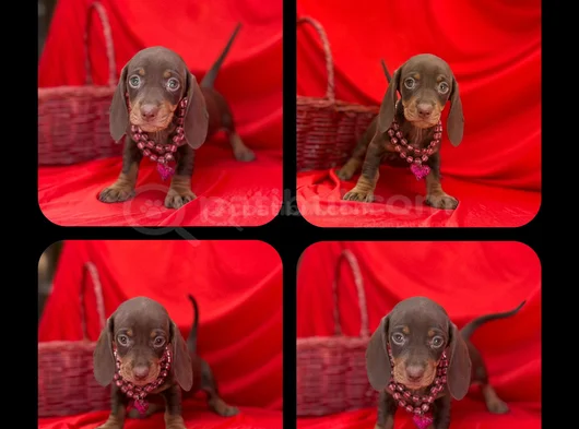 Muhtesem Kalitede Mini Dachshund Sosis Yavrular