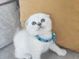 Birbirinden Güzel Oyuncu Bebeklerimiz