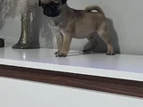 Pug Mops Bebekler