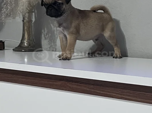 Pug Mops Bebekler görsel