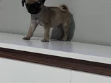 Pug Mops Bebekler