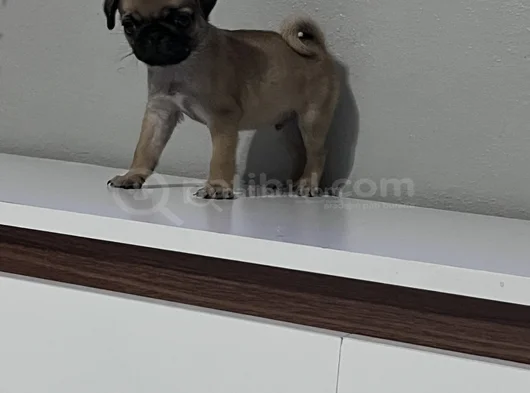 Pug Mops Bebekler görsel