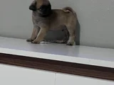 Pug mops bebekler
