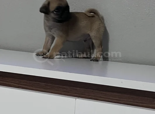 Pug Mops Bebekler