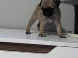 Pug Mops Bebekler
