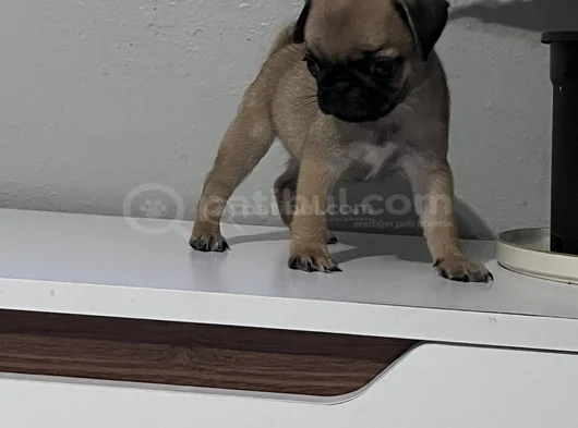 Pug Mops Bebekler görsel