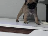 Pug Mops Bebekler