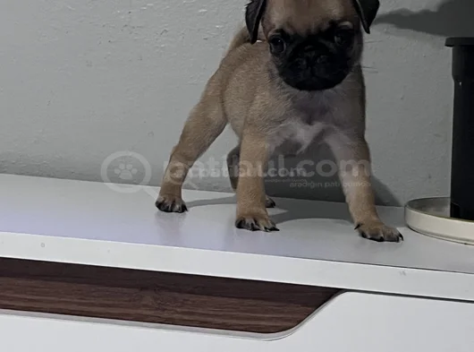 Pug Mops Bebekler görsel
