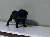 Pug Mops Bebekler