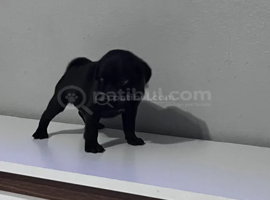 Pug Mops Bebekler görsel