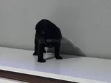 Pug Mops Bebekler