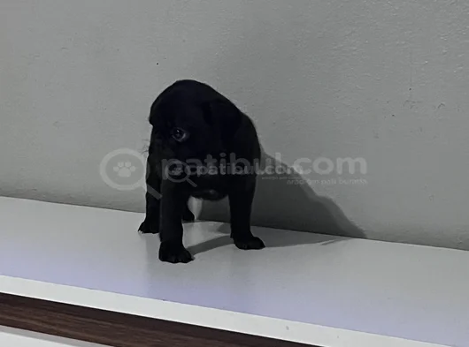 Pug Mops Bebekler görsel