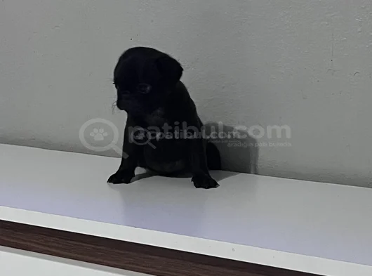 Pug Mops Bebekler görsel