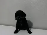 Pug Mops Bebekler