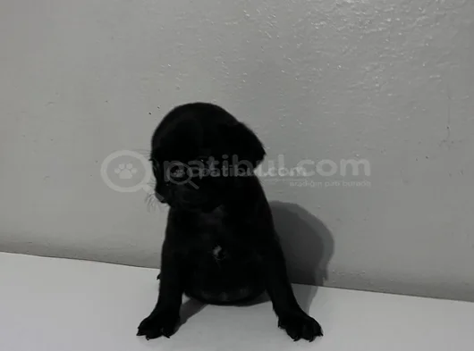 Pug Mops Bebekler görsel
