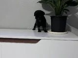Pug Mops Bebekler