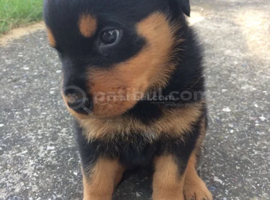 Erkek Rottweiler Yavrumuz görsel