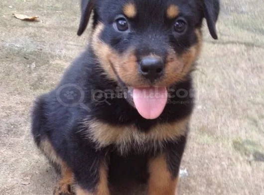 Erkek Rottweiler Yavrumuz görsel