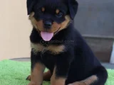 Erkek Rottweiler Yavrumuz