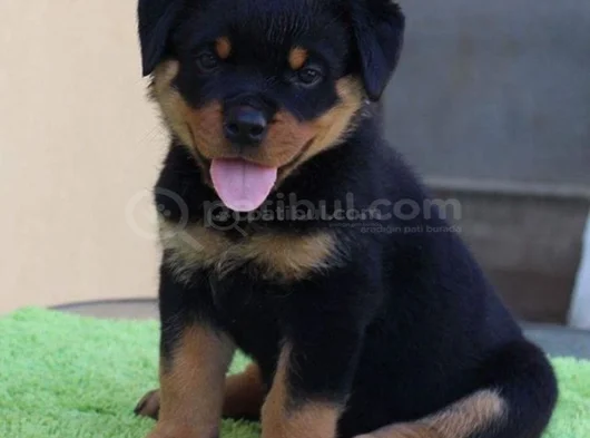 Erkek Rottweiler Yavrumuz görsel