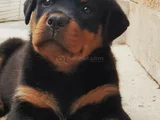 Erkek Rottweiler Yavrumuz