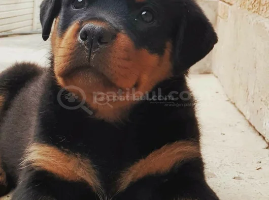 Erkek Rottweiler Yavrumuz görsel