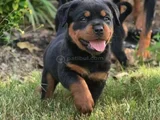 Erkek rottweiler yavrumuz