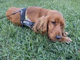 Cocker Spaniel