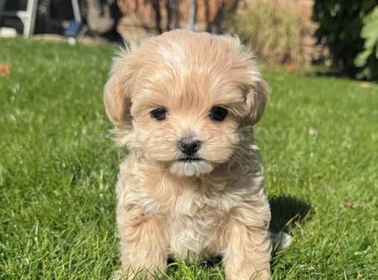 Teacup Kore Kg Garsntili görsel