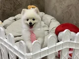 Pasaport Garantili Pomerian Boo