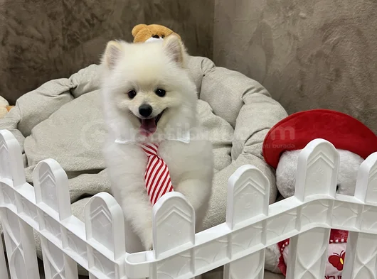 Pasaport Garantili Pomerian Boo görsel