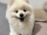 Pasaport Garantili Pomerian Boo