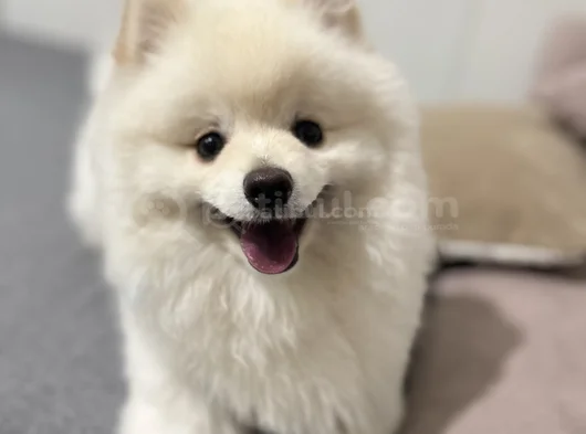 Pasaport Garantili Pomerian Boo görsel