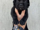 Dev Blue Cane Corso Bebekler