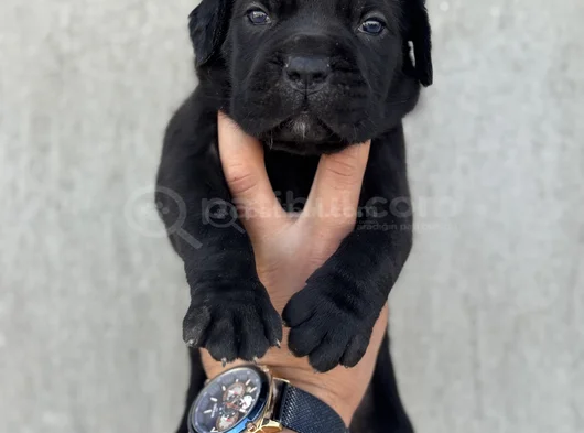 Dev Blue Cane Corso Bebekler görsel