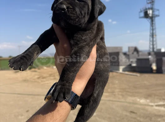 Dev Blue Cane Corso Bebekler görsel