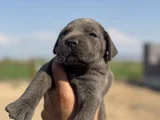 Dev Blue Cane Corso Bebekler