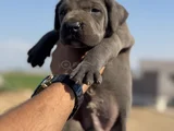 Dev Blue Cane Corso Bebekler