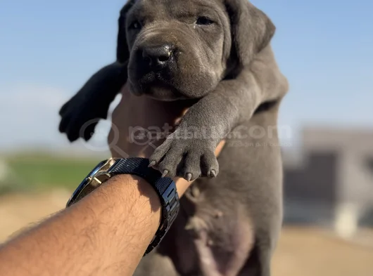 Dev Blue Cane Corso Bebekler görsel