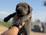 Dev blue cane corso bebekler